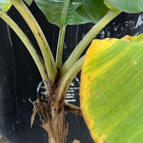 Photo of the plant species French Plantain by @lady_light named Macho on Greg, the plant care app