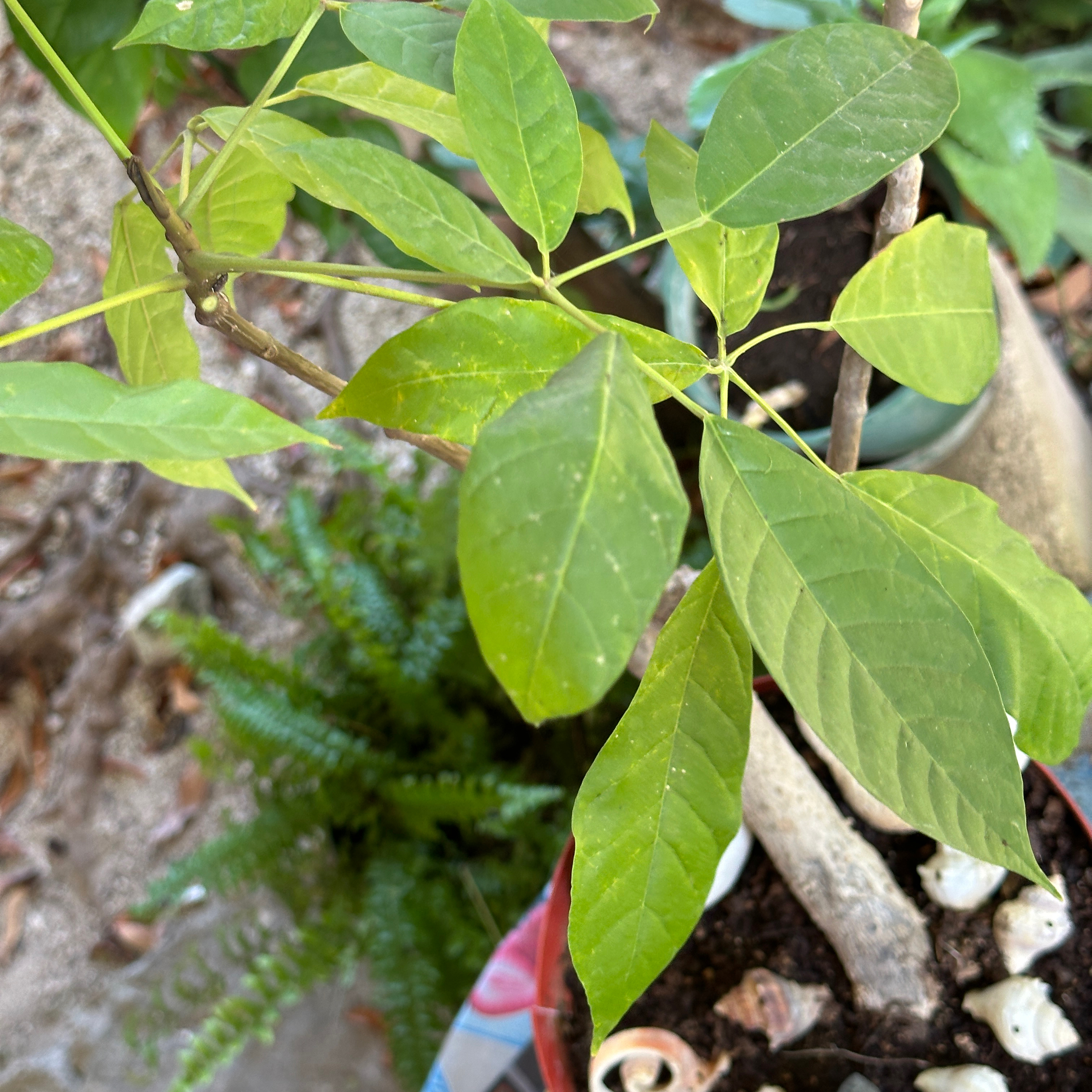 Photo of the plant species Kapok Tree by @lady_light named Stella on Greg, the plant care app