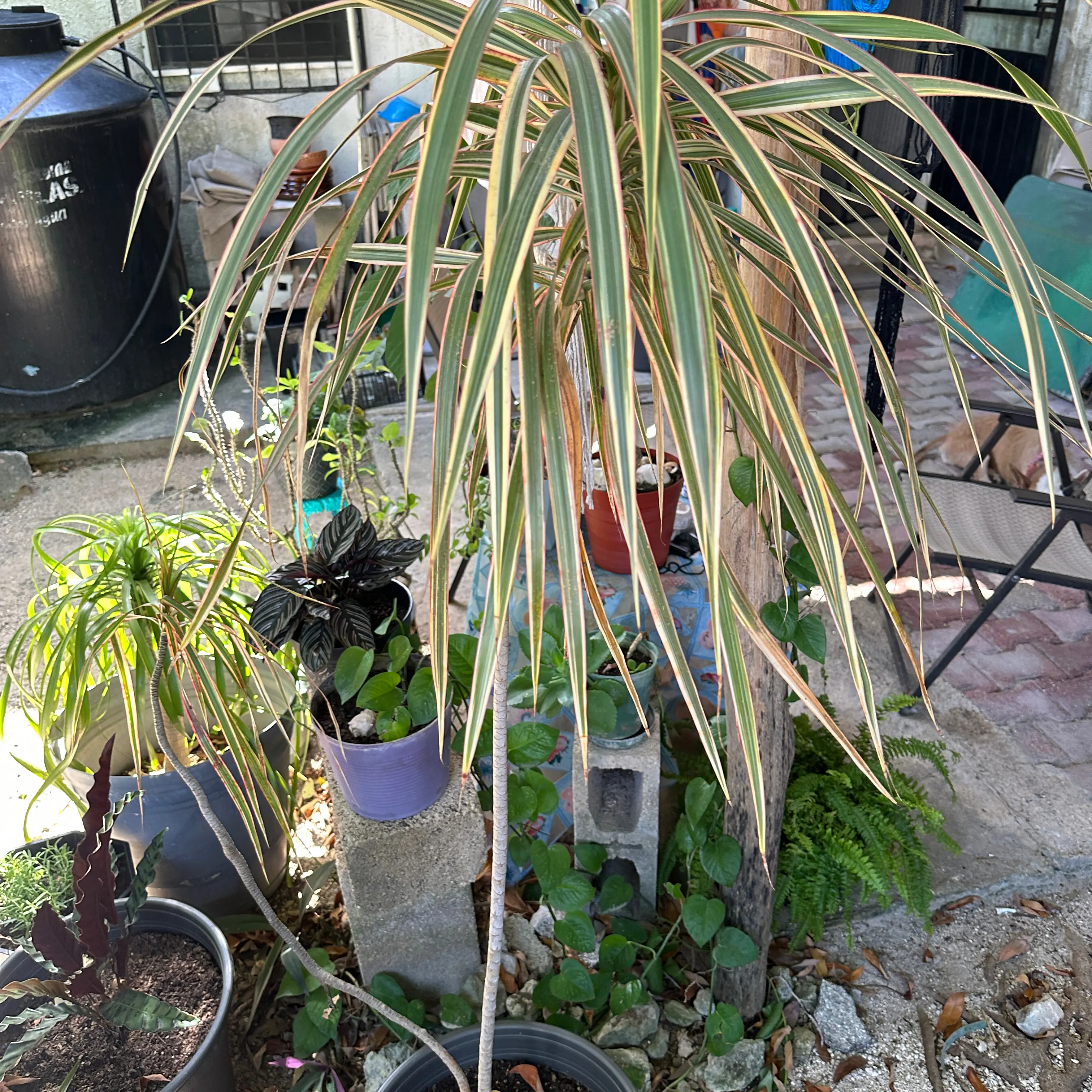 Photo of the plant species Draecenia Dragon by @lady_light named Margi on Greg, the plant care app