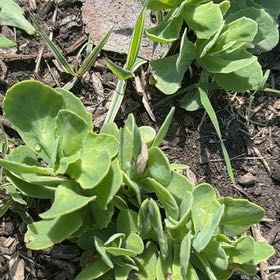 Photo of the plant species Witch's Moneybags by @HeirTarbush57 named Muhammad Ali on Greg, the plant care app