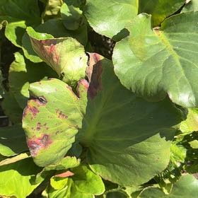 Photo of the plant species Heart-Leaved Bergenia by @HeirTarbush57 named Lebron on Greg, the plant care app