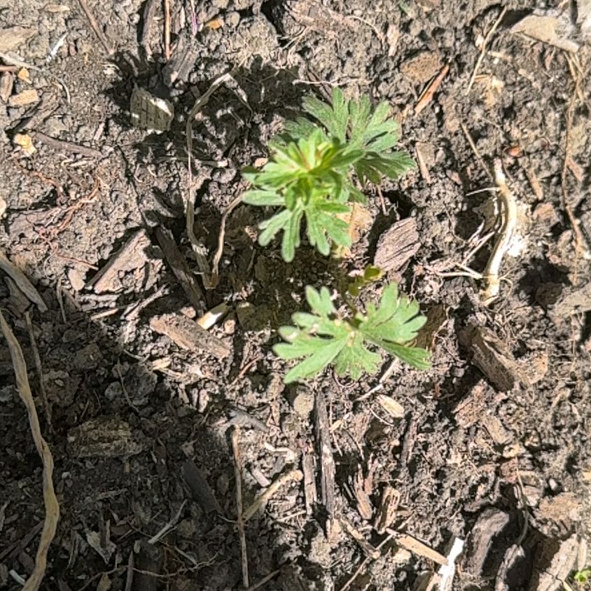 Photo of the plant species Carolina Crane's-Bill by @HeirTarbush57 named Pax on Greg, the plant care app