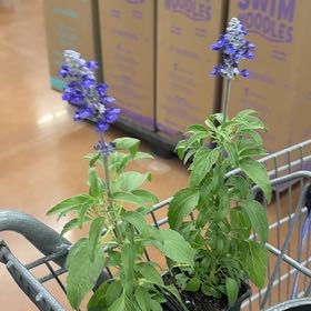 Photo of the plant species Mealycup Sage by @HeroineNapaea21 named Beckham on Greg, the plant care app