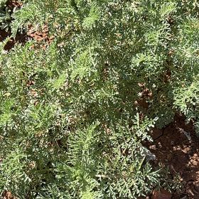Photo of the plant species Herb Sophia by @DapperAnise53 named Harmony on Greg, the plant care app