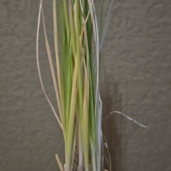 Photo of the plant species Pink Pampas Grass by @LuminousBasil73 named Aristotle on Greg, the plant care app
