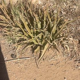 Photo of the plant species Lecheguilla by @LucentRiberry20 named Mollie on Greg, the plant care app