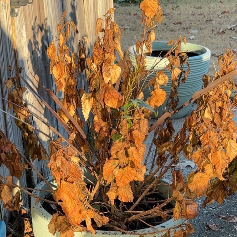 Photo of the plant species Hop by @LovelyBulrush51 named Tolkien on Greg, the plant care app