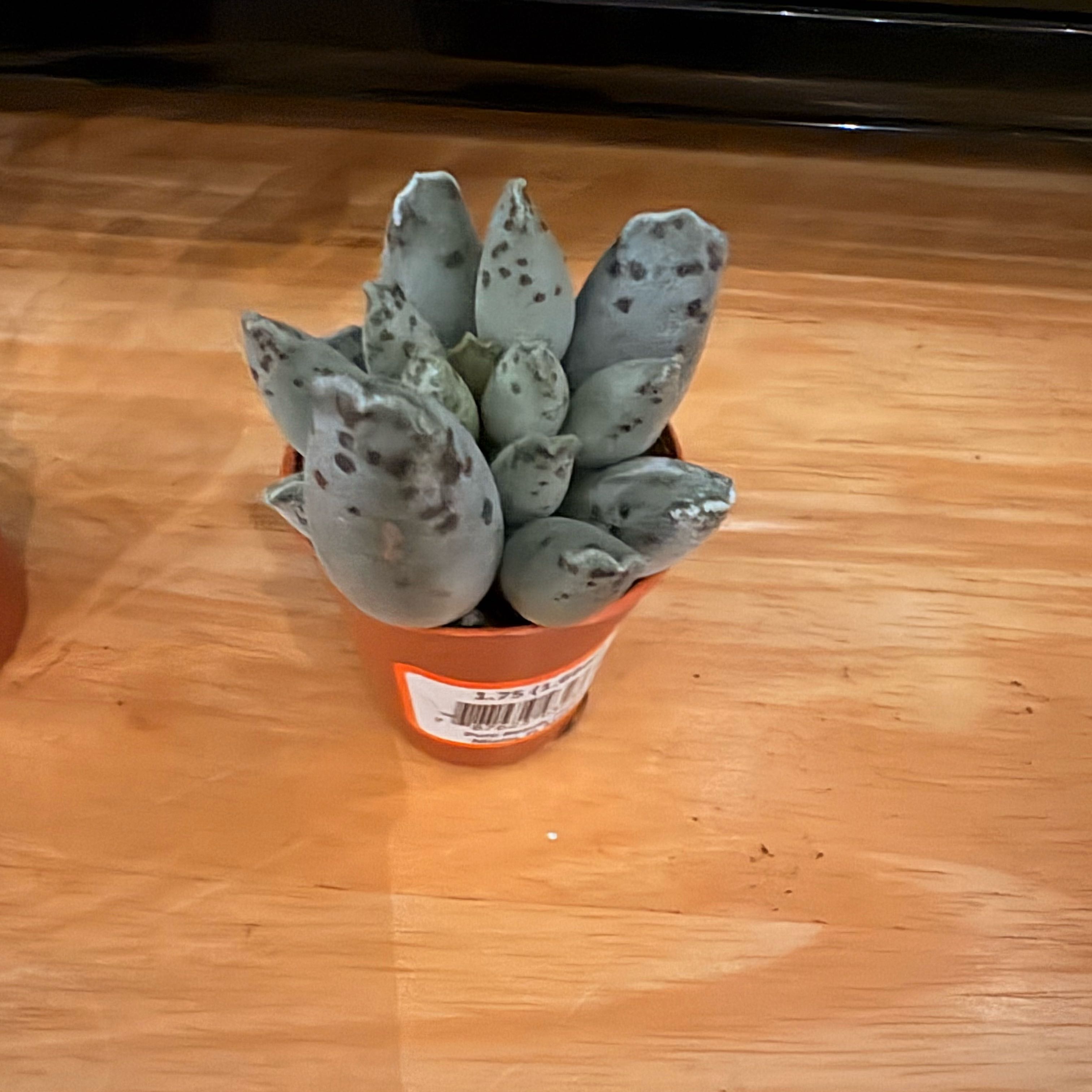 Photo of the plant species Plover Eggs 'Grey' by @LovelyBulrush51 named Achilles on Greg, the plant care app