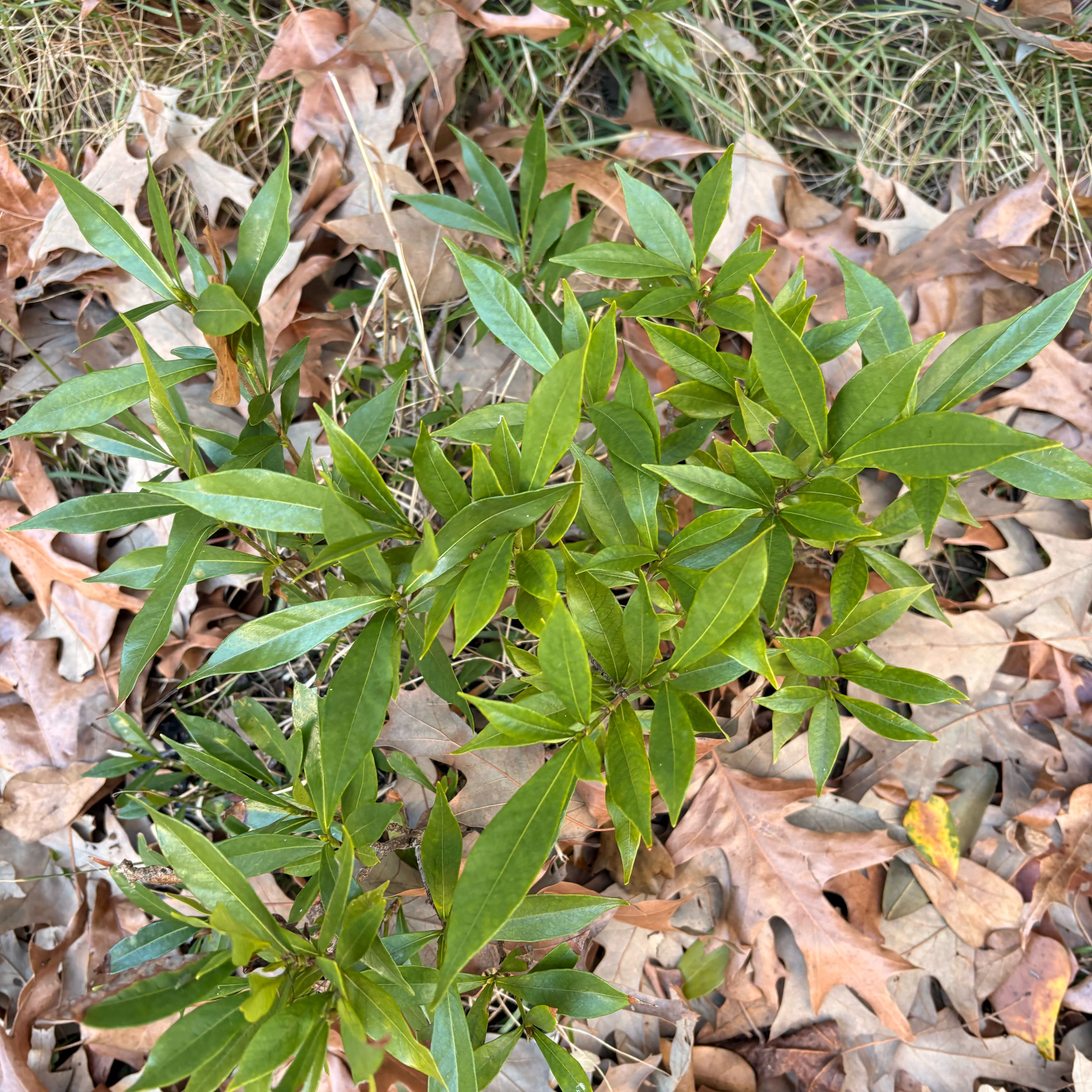 Photo of the plant species Common Gardenia by @LovelyBulrush51 named Naomi on Greg, the plant care app