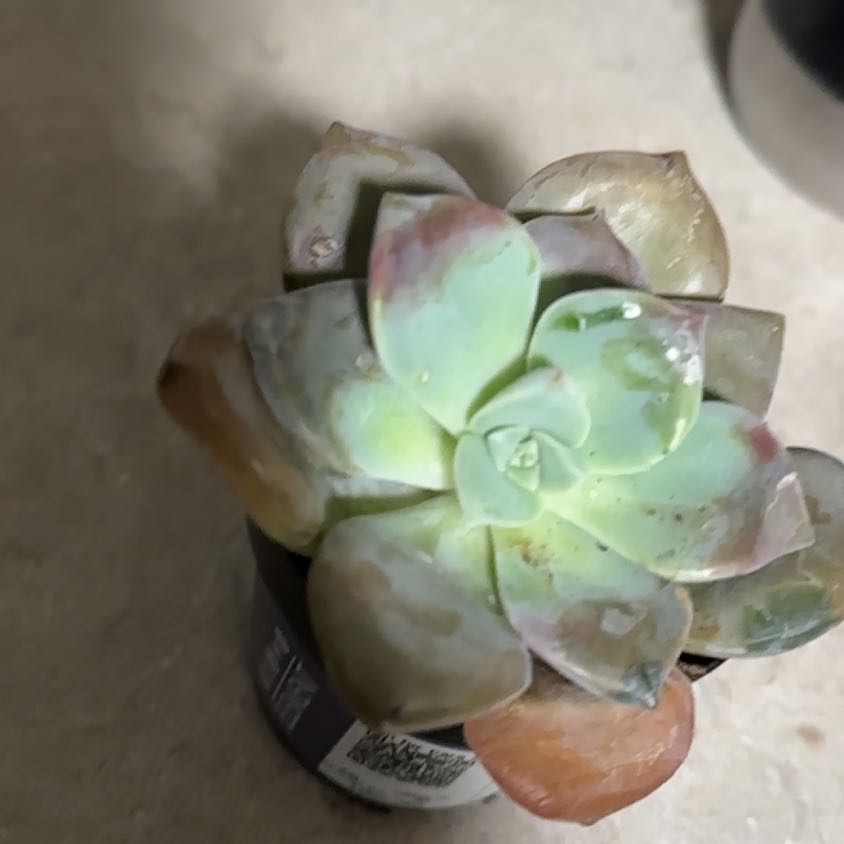 Photo of the plant species Graptopetalum pentandrum 'Superbum' by @UberRye96 named Fernie on Greg, the plant care app