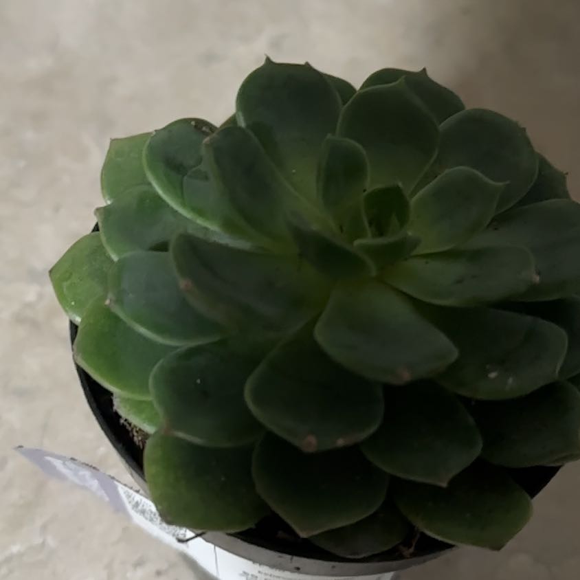 Photo of the plant species Elfstone by @UberRye96 named Orlando Bloom on Greg, the plant care app