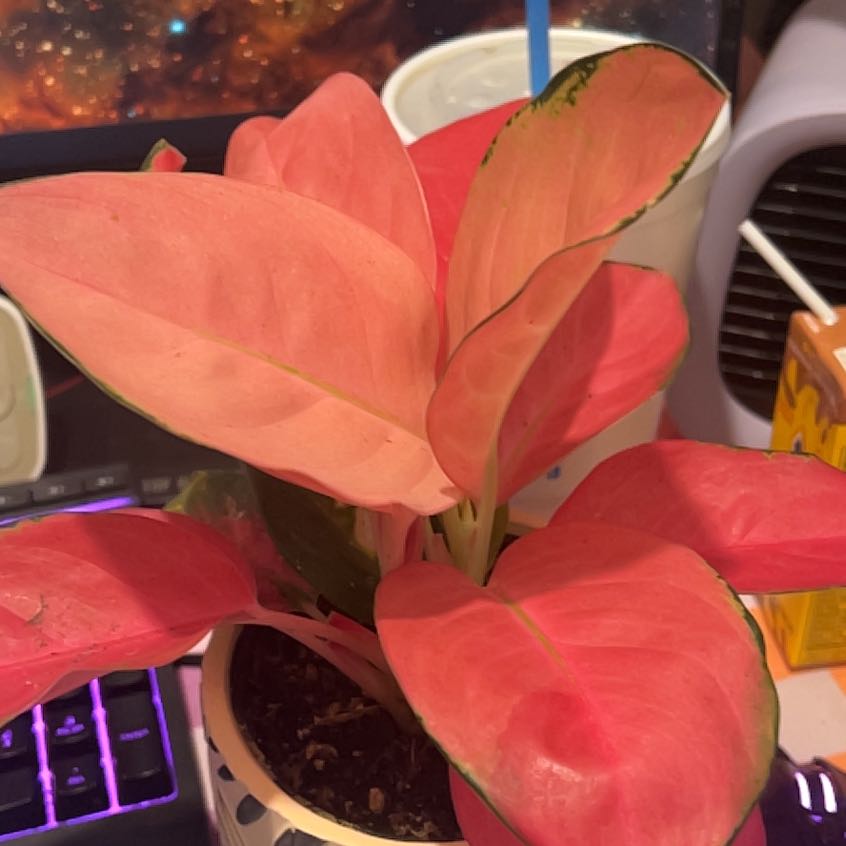 Photo of the plant species Aglaonema 'China Red' by @SacredJicaro13 named Cleopatra on Greg, the plant care app