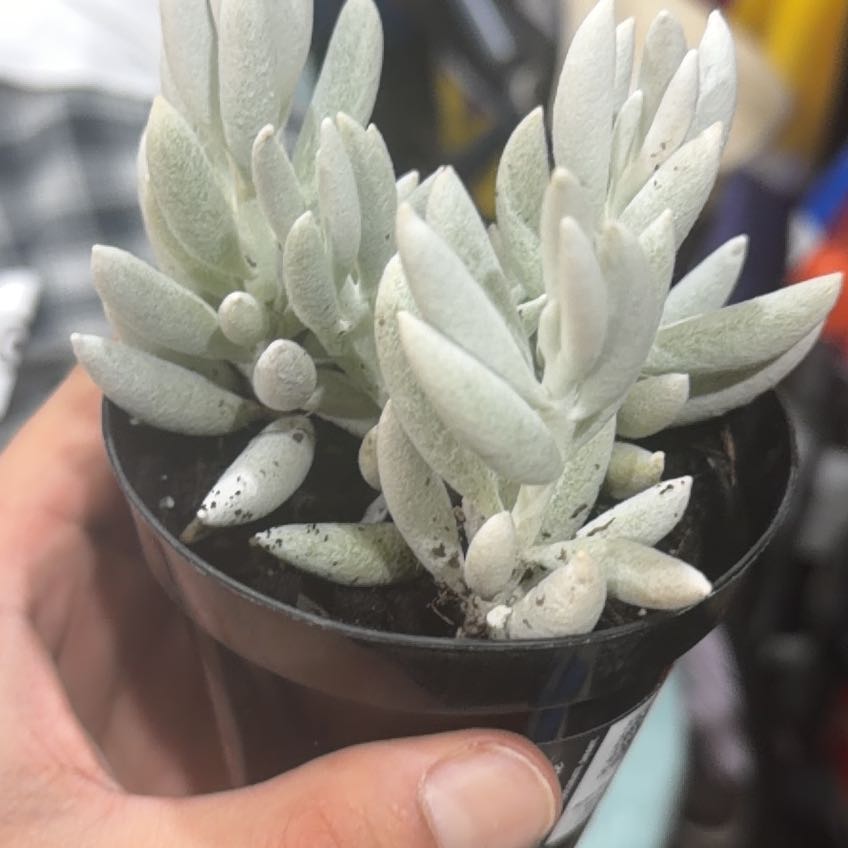 Photo of the plant species Wooly Senecio by @WorthyTutu73 named Cocaine on Greg, the plant care app