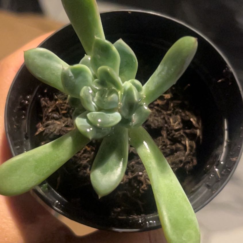 Photo of the plant species Pachyveria 'Claire' by @SilkenBlueash named Bruce Lee on Greg, the plant care app