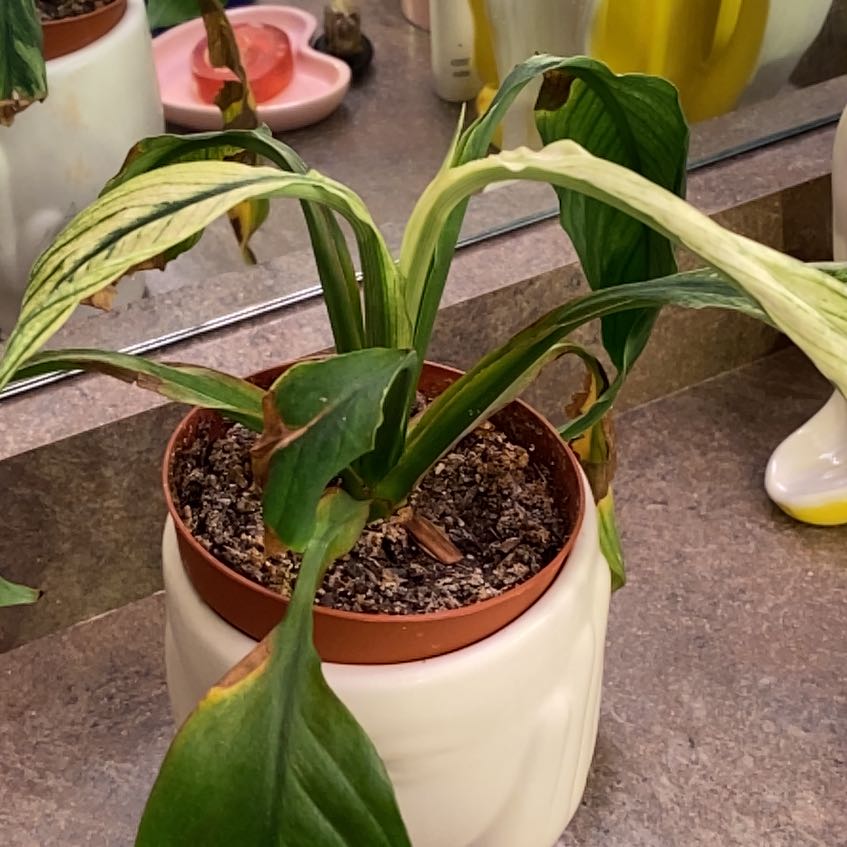 Photo of the plant species Variegated Sensation Peace Lily by @TryMira43 named Sensation Zeus on Greg, the plant care app