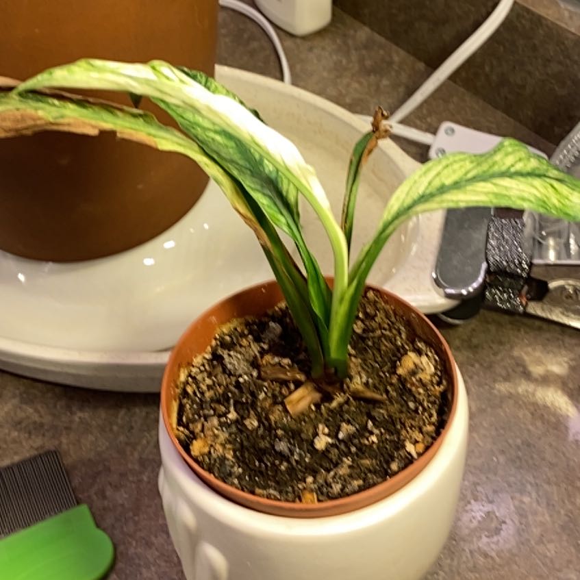Photo of the plant species Variegated Sensation Peace Lily by @TryMira43 named Sensation Athena on Greg, the plant care app