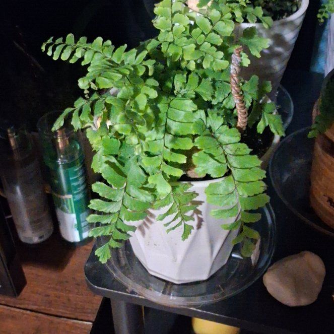 Photo of the plant species Cunningham's Maidenhair Fern by @LargeFeverfew11 named Khaleesi on Greg, the plant care app