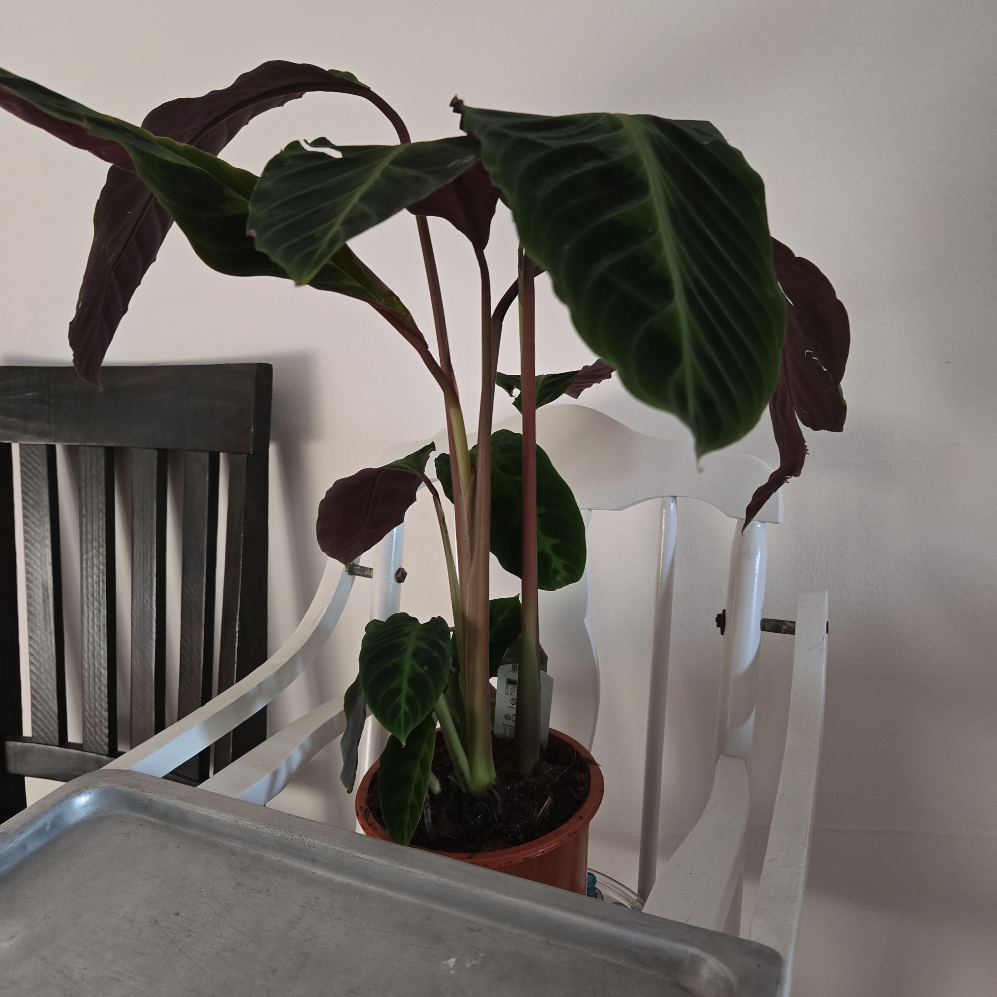 Photo of the plant species Calathea Warscewiczii by @ExecCooperi44 named Jane on Greg, the plant care app