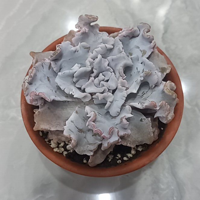 Photo of the plant species Echeveria Crispate Beauty by @DearLoquat20 named Drake on Greg, the plant care app