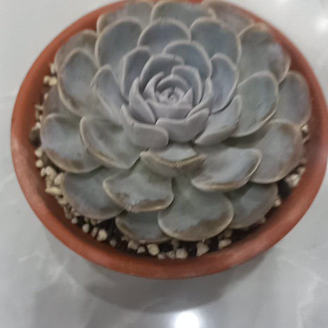 Photo of the plant species Echeveria 'Snow Bunny' by @DearLoquat20 named Treeyoncé on Greg, the plant care app