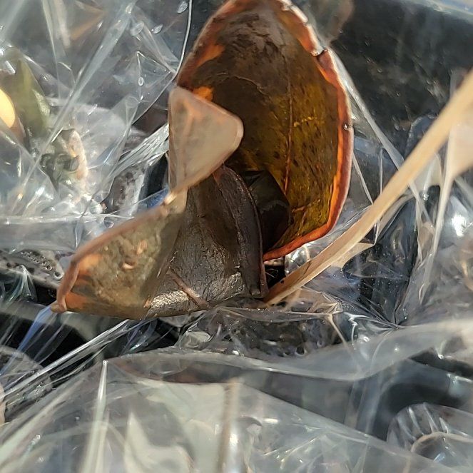 Photo of the plant species Skunk Cabbage by @ManlyNeslia73 named Kardashian on Greg, the plant care app