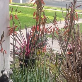 Photo of the plant species Aloe 'Blue Elf' by @FamousChamisa45 named Bodhi on Greg, the plant care app