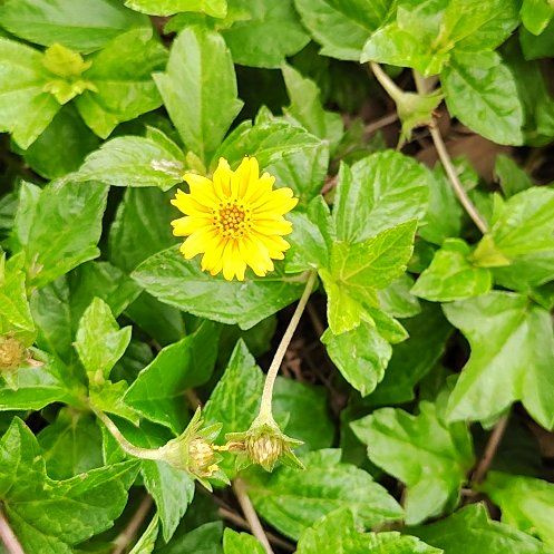 Photo of the plant species Indian Daisy by @NewTreeonion70 named Bruce Lee on Greg, the plant care app