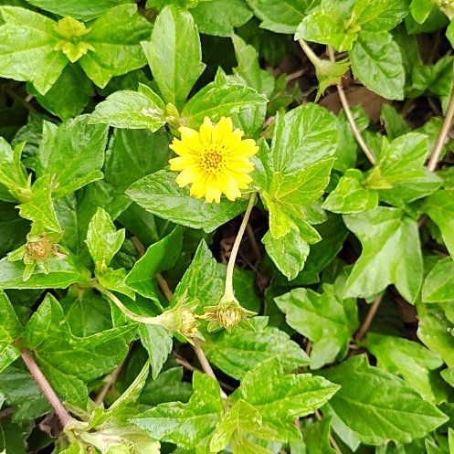 Photo of the plant species Indian Daisy by @NewTreeonion70 named Zeus on Greg, the plant care app