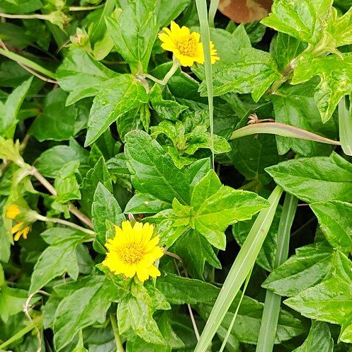 Photo of the plant species Indian Daisy by @NewTreeonion70 named Lebron on Greg, the plant care app