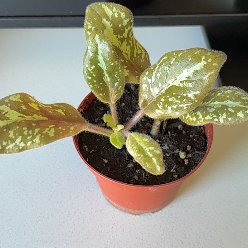 Photo of the plant species Michaelmoelleria vietnamensis by @DirectorBroom named Stella on Greg, the plant care app