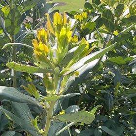Photo of the plant species Common Evening-Primrose by @FunTejocote7 named Walt on Greg, the plant care app