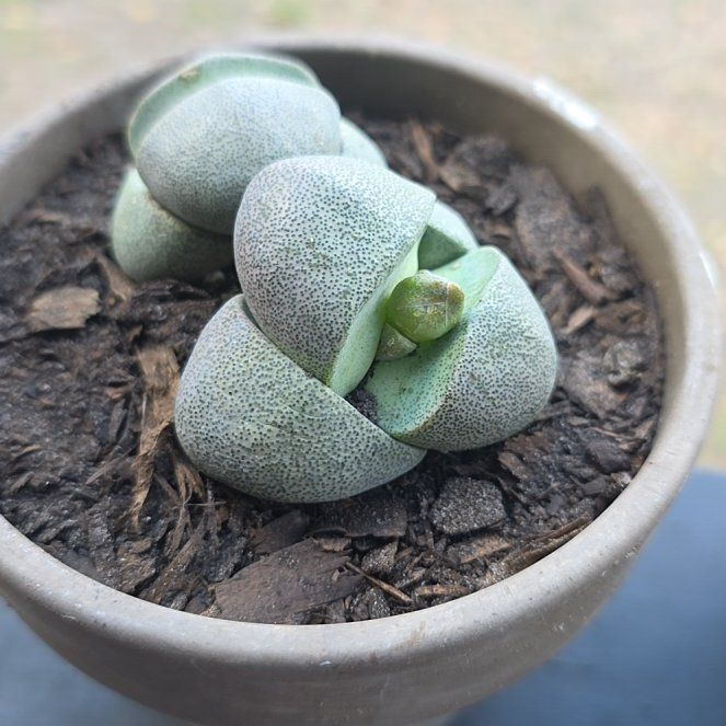Photo of the plant species Split Rock Succulent by @ProColeus83 named Gobi on Greg, the plant care app