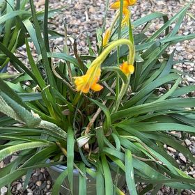 Photo of the plant species Wild Tulip by @SassyLippia99 named Austen on Greg, the plant care app