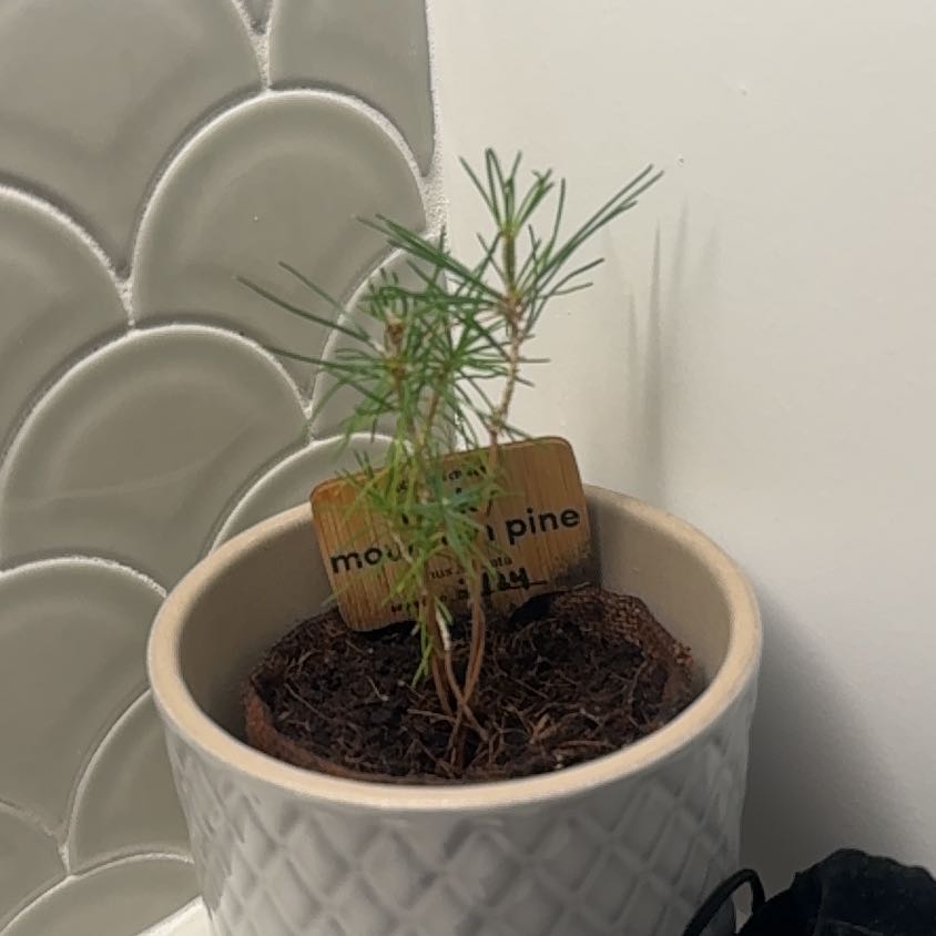 Photo of the plant species rocky mountain pine by @GladTipa67 named Forrest on Greg, the plant care app