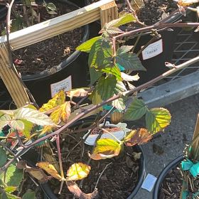 Photo of the plant species Armenian Blackberry by @HandyGutweed92 named Walt on Greg, the plant care app