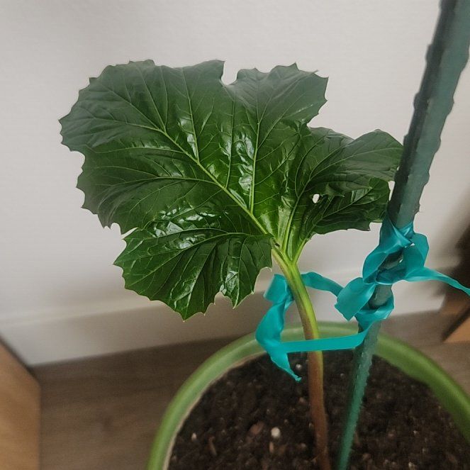 Photo of the plant species Bear's Breeches by @TutorBogbirch31 named Nemo on Greg, the plant care app