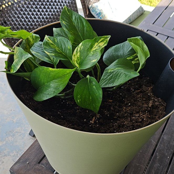 Photo of the plant species Devils Ivy by @HotSilkvine89 named Papa Plant on Greg, the plant care app