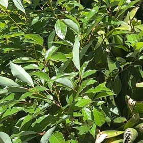 Photo of the plant species Camphor by @MeekMira39 named Einstein on Greg, the plant care app
