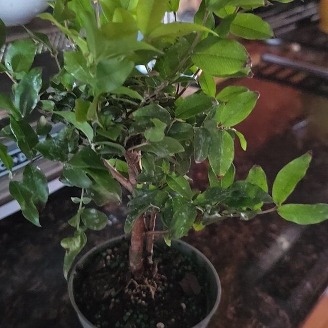 Photo of the plant species Jabuticabeira by @ThrivingFern89 named Duke on Greg, the plant care app