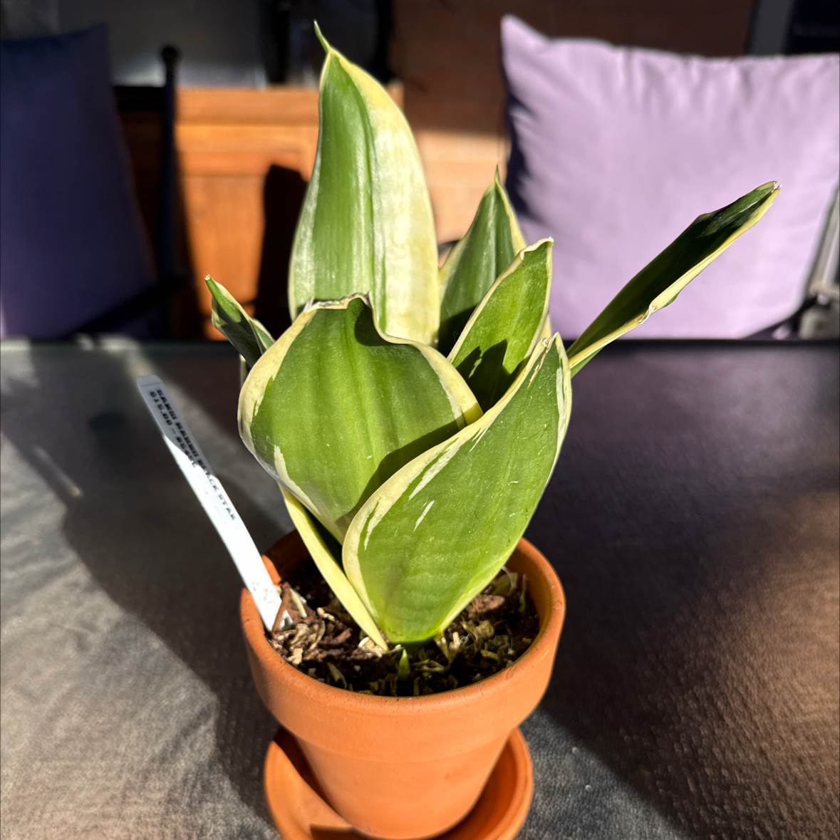 Photo of the plant species Black Star Snake Plant by @DesiredLichen17 named Black Star on Greg, the plant care app