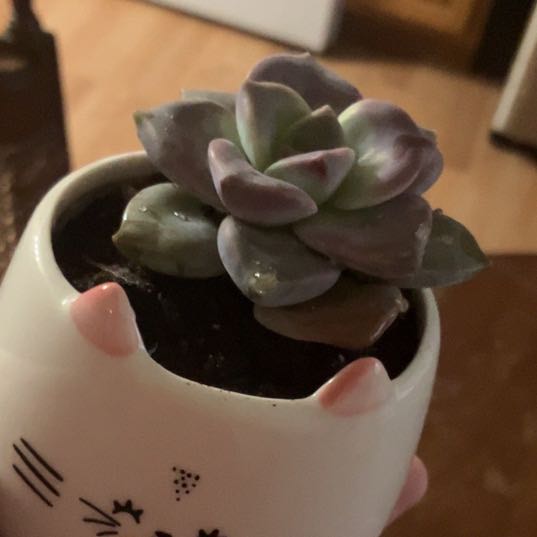 Photo of the plant species Five Stamen Graptopetalum by @heavenlyeyes named Madam Succulent on Greg, the plant care app