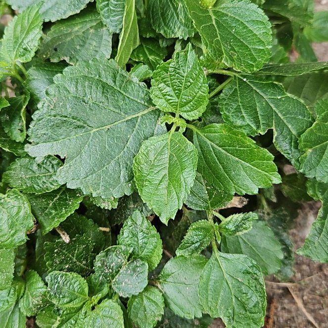 Photo of the plant species Richweed by @FunLukiwan9 named Kesha on Greg, the plant care app