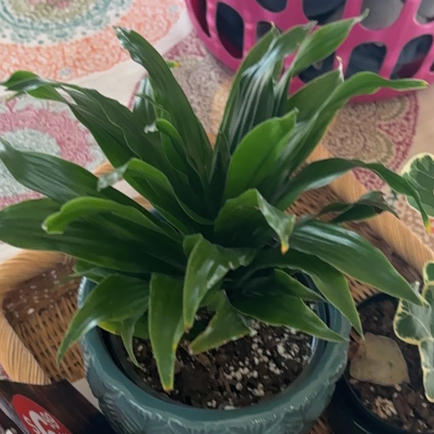 Photo of the plant species Corn Plant by @ModestlyBasil named Bruce Lee on Greg, the plant care app