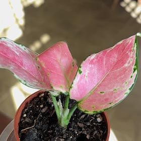 Photo of the plant species 'Lucky Red' by @ModestlyBasil named Leaf Erickson on Greg, the plant care app