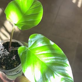 Photo of the plant species Adelonema ‘Red Velvet’ by @ModestlyBasil named Demi on Greg, the plant care app