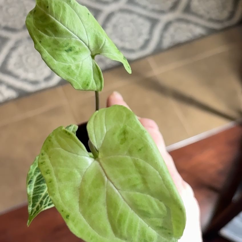 Photo of the plant species Syngonium 'Batik' by @ModestlyBasil named Sanders on Greg, the plant care app