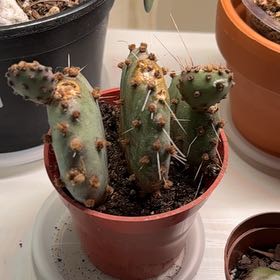 Photo of the plant species Grassland Prickly Pear by @ModestlyBasil named Keanu Leaves on Greg, the plant care app