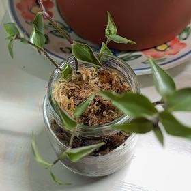 Photo of the plant species Turtle Vine by @ModestlyBasil named Aria on Greg, the plant care app