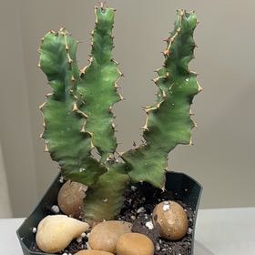 Photo of the plant species Cow's Horn Plant by @ModestlyBasil named Kylie on Greg, the plant care app
