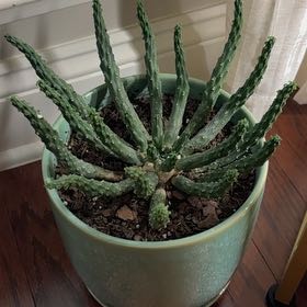 Photo of the plant species Medusa's Head Cactus by @ModestlyBasil named Gregarious on Greg, the plant care app